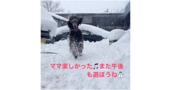 スタンダードプードルのメロディーちゃんは雪に大喜びです。