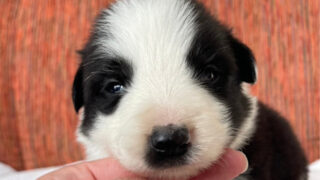 ボーダーコリー子犬販売、No.1