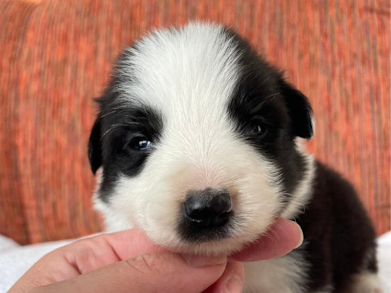 ボーダーコリー子犬販売、男の子（オス）、ブラック＆ホワイト、2024年02月11日生まれ、No.1、お顔