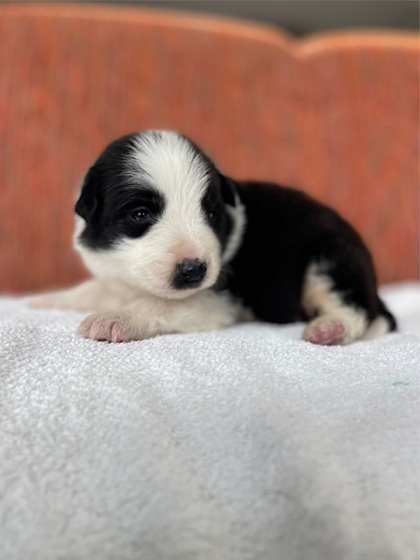 ボーダーコリー子犬販売、男の子（オス）、ブラック＆ホワイト、2024年02月11日生まれ、No.1、左側面