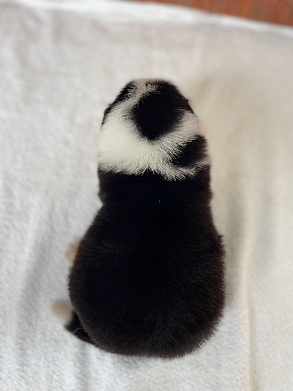 ボーダーコリー子犬販売、男の子（オス）、ブラック＆ホワイト、2024年02月11日生まれ、No.1、背中