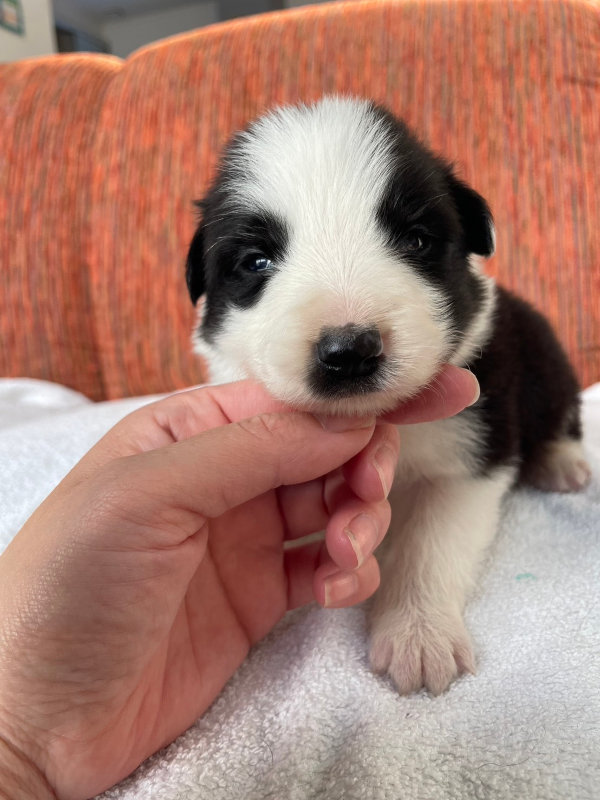 ボーダーコリー子犬販売、男の子（オス）、ブラック＆ホワイト、2024年02月11日生まれ、No.1、前側