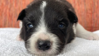 ボーダーコリー子犬販売、No.2