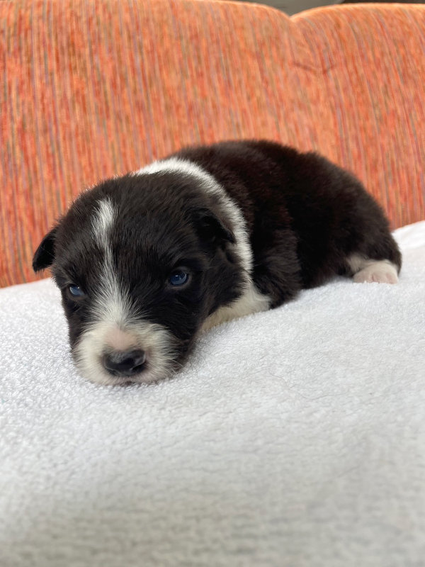 ボーダーコリー子犬販売、男の子（オス）、ブラック＆ホワイト、2024年02月11日生まれ、No.2、正面その2