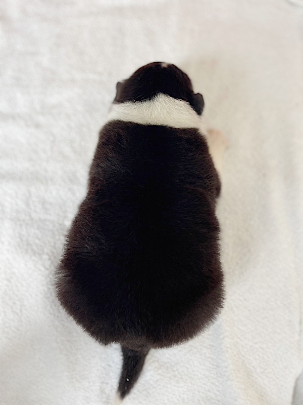 ボーダーコリー子犬販売、男の子（オス）、ブラック＆ホワイト、2024年02月11日生まれ、No.2、背中