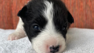 ボーダーコリー子犬販売、No.3