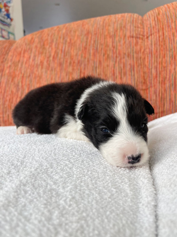 ボーダーコリー子犬販売、男の子（オス）、ブラック＆ホワイト、2024年02月11日生まれ、No.3、右側面
