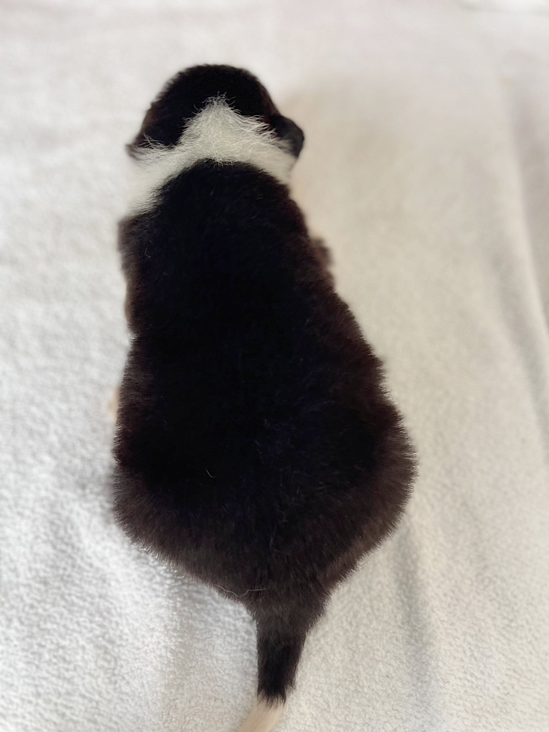 ボーダーコリー子犬販売、男の子（オス）、ブラック＆ホワイト、2024年02月11日生まれ、No.3、背中