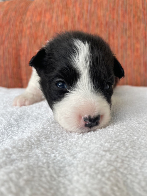 ボーダーコリー子犬販売、男の子（オス）、ブラック＆ホワイト、2024年02月11日生まれ、No.3、正面
