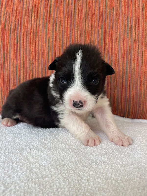 ボーダーコリー子犬販売、男の子（オス）、ブラック＆ホワイト、2024年02月11日生まれ、No.4、右側面