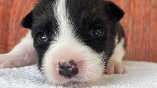 ボーダーコリー子犬販売、No.4