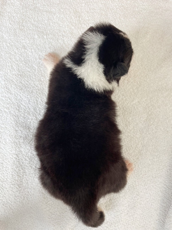 ボーダーコリー子犬販売、男の子（オス）、ブラック＆ホワイト、2024年02月11日生まれ、No.4、背中