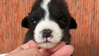 ボーダーコリー子犬販売、No.5