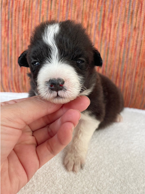 ボーダーコリー子犬販売、女の子（メス）、ブラック＆ホワイト、2024年02月11日生まれ、No.5、正面その2