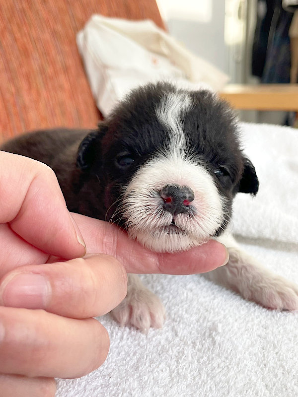 ボーダーコリー子犬販売、女の子（メス）、ブラック＆ホワイト、2024年02月11日生まれ、No.5、右側面