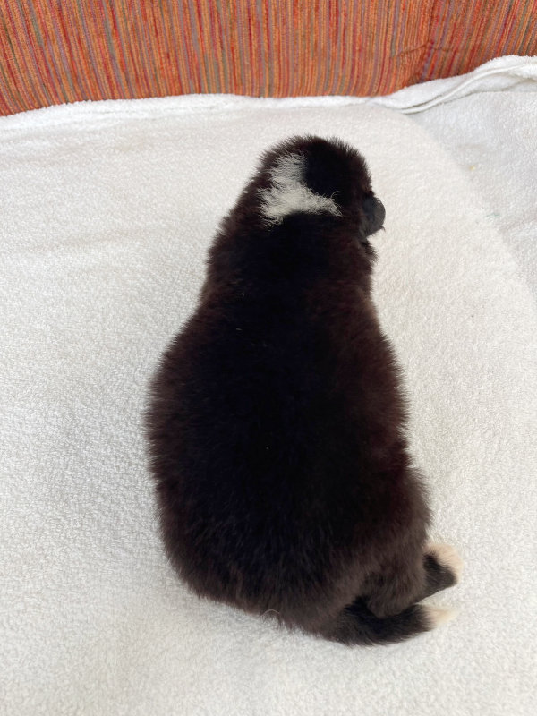 ボーダーコリー子犬販売、女の子（メス）、ブラック＆ホワイト、2024年02月11日生まれ、No.5、背中