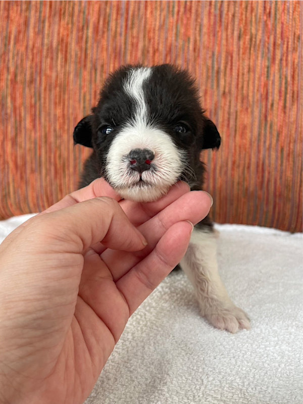 ボーダーコリー子犬販売、女の子（メス）、ブラック＆ホワイト、2024年02月11日生まれ、No.5、正面