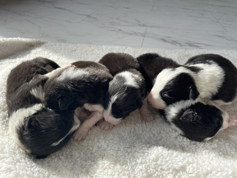 ボーダーコリー子犬販売、オス4頭、メス1頭、ブラック＆ホワイト、2024年02月11日生まれ、全体写真No1