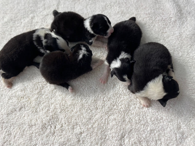 ボーダーコリー子犬販売、オス4頭、メス1頭、ブラック＆ホワイト、2024年02月11日生まれ、全体写真No2