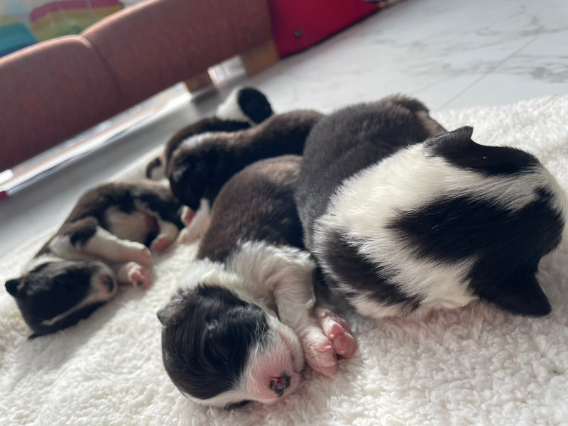 ボーダーコリー子犬販売、オス4頭、メス1頭、ブラック＆ホワイト、2024年02月11日生まれ、全体写真No3