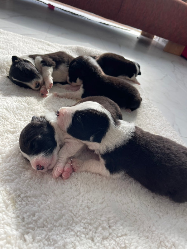 ボーダーコリー子犬販売、オス4頭、メス1頭、ブラック＆ホワイト、2024年02月11日生まれ、全体写真No4