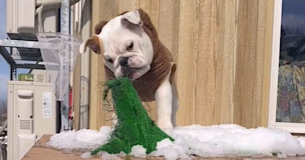 ブルドッグのピーチちゃん、2024年2月29日