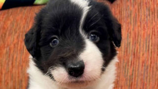 【子犬販売】ボーダーコリーの男の子(ブラック&ホワイト)、No.20240505001