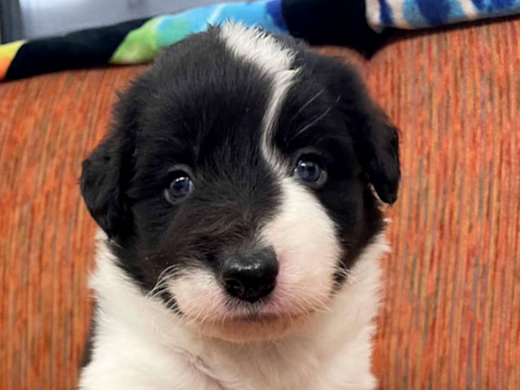 ボーダーコリー、男の子(オス)、ブラック&ホワイト、2024年05月05日生まれ、子犬販売、ID20240505001、お顔