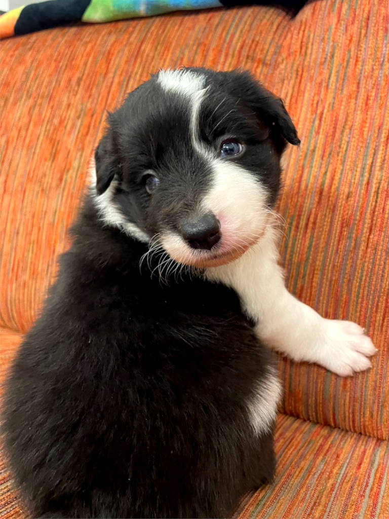 ボーダーコリー、男の子(オス)、ブラック&ホワイト、2024年05月05日生まれ、子犬販売、ID20240505001、振り返り