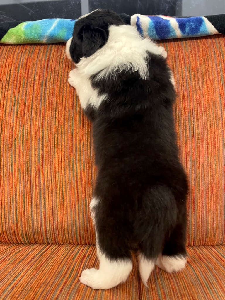 ボーダーコリー、男の子(オス)、ブラック&ホワイト、2024年05月05日生まれ、子犬販売、ID20240505001、背中