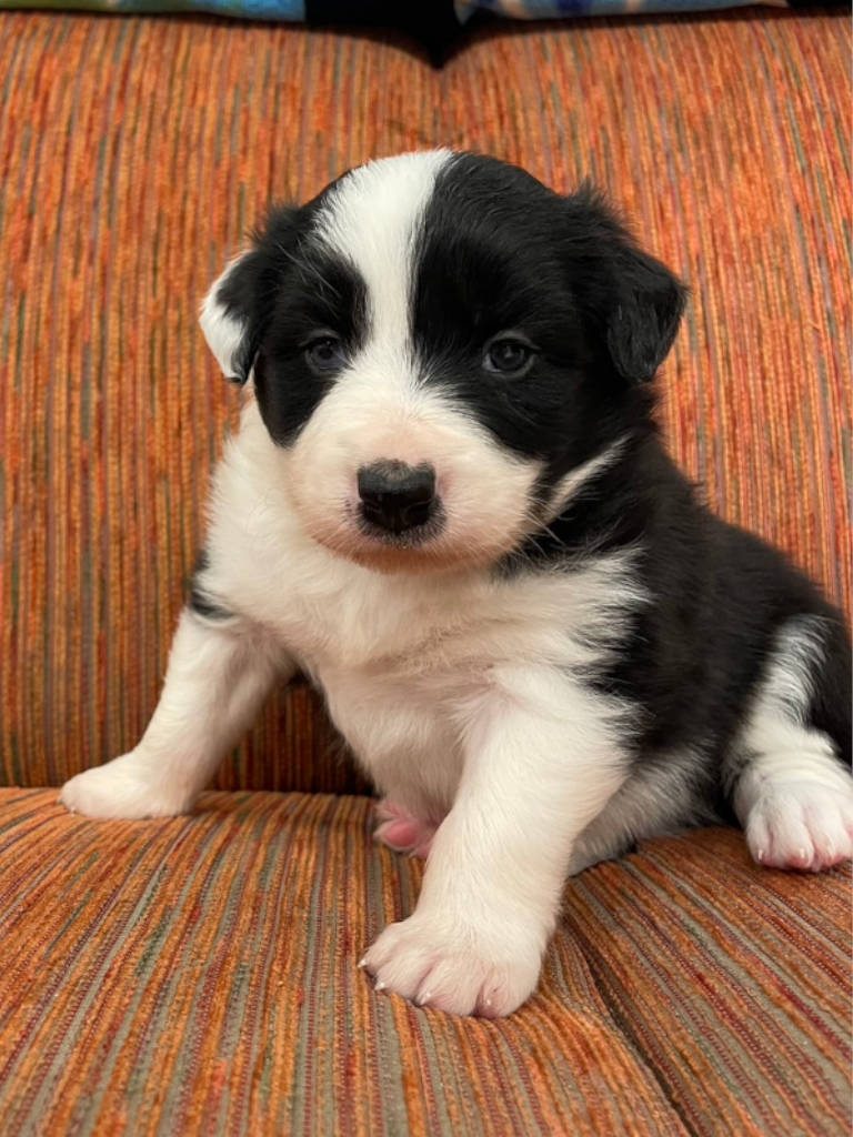 ボーダーコリー子犬、男の子(オス)、ブラック&ホワイト、2024年05月05日生まれ、ID20240505002、おすわり1