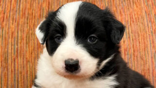 【子犬販売】ボーダーコリーの男の子(ブラック&ホワイト)、No.20240505002