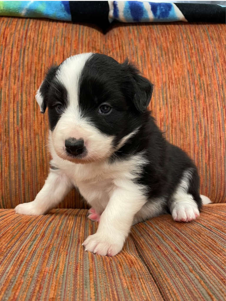 ボーダーコリー子犬、男の子(オス)、ブラック&ホワイト、2024年05月05日生まれ、ID20240505002、おすわり2