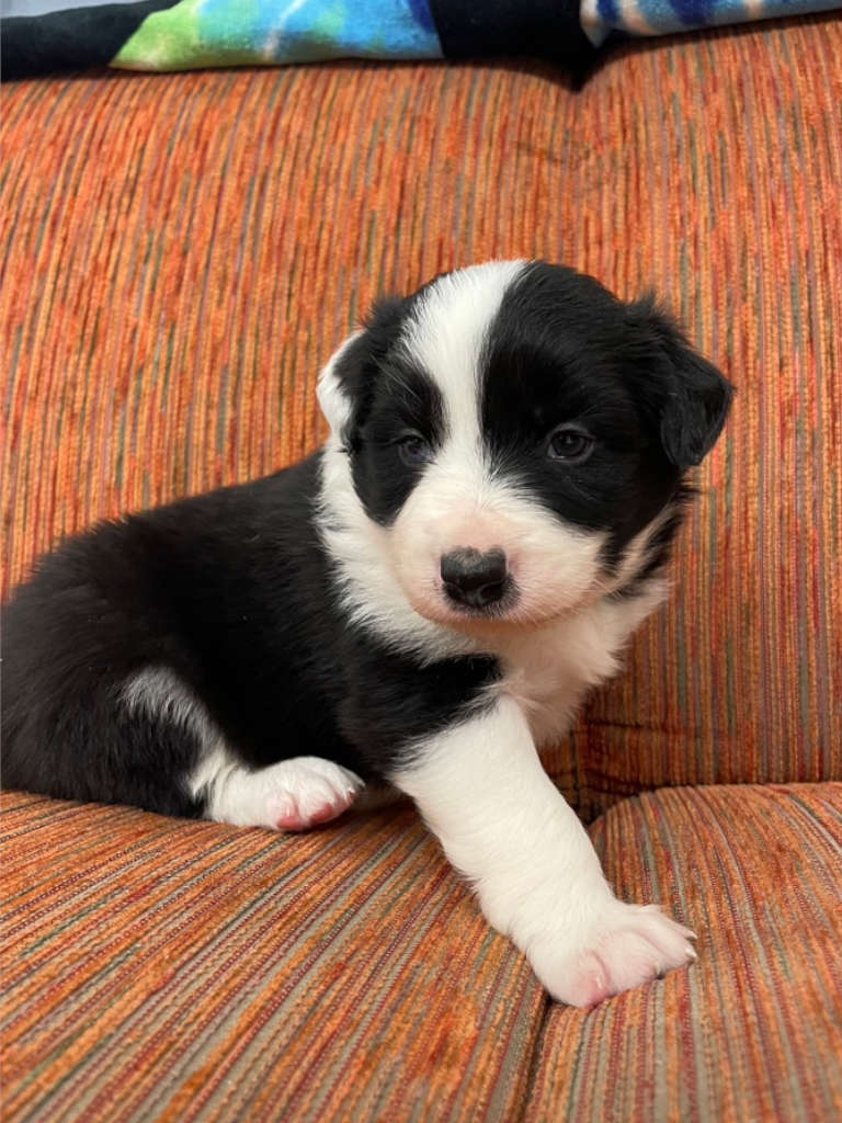 ボーダーコリー子犬、男の子(オス)、ブラック&ホワイト、2024年05月05日生まれ、ID20240505002、おすわり3