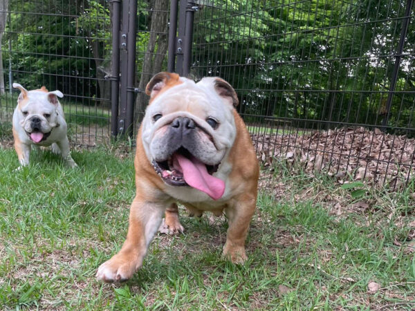 イングリッシュブルドッグのすみれちゃんとピーチちゃん