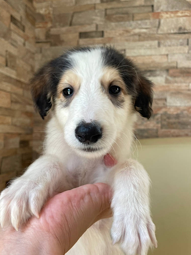 ボルゾイ子犬、ブラック＆クリーム＆ホワイトの男の子、2024年04月24日生まれ、No.20240424001、お顔2