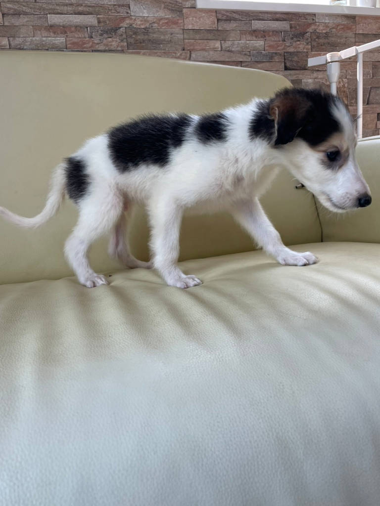 ボルゾイ子犬、ブラック＆クリーム＆ホワイトの男の子、2024年04月24日生まれ、No.20240424001、右側面