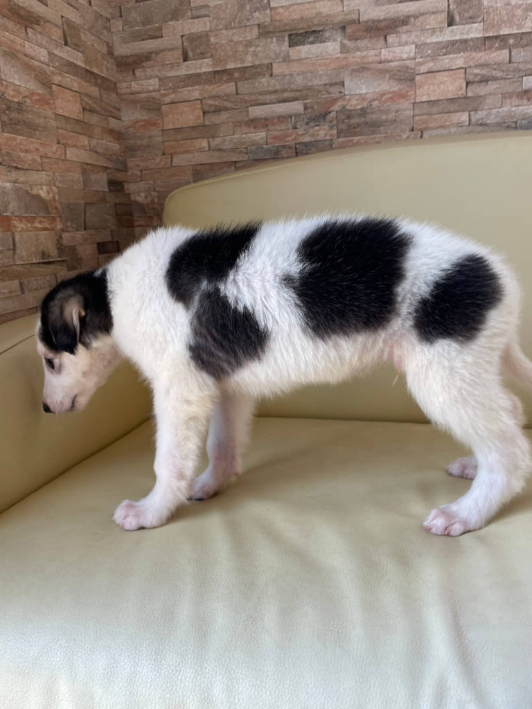 ボルゾイ子犬、ブラック＆クリーム＆ホワイトの男の子、2024年04月24日生まれ、No.20240424001、左側面