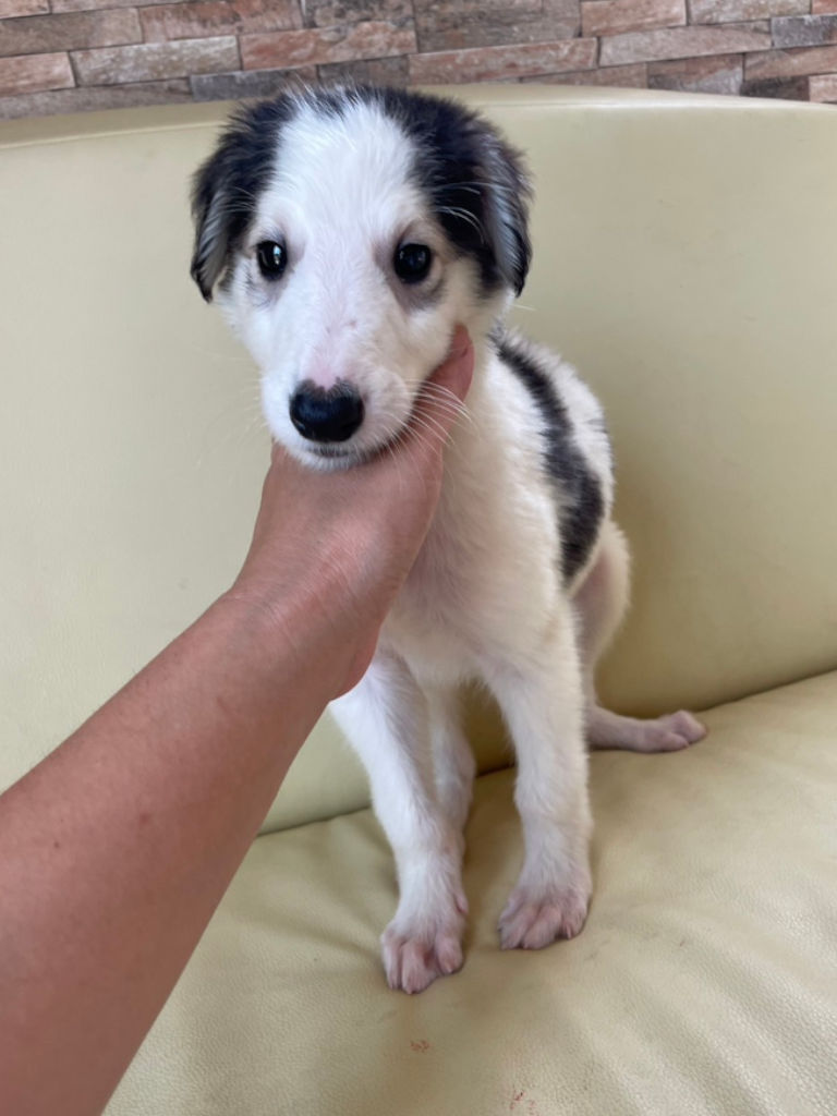 め*だ様 ボルゾイ 犬 残響 黒原画 1点物 (2024年12月製作) め*だ様 ボルゾイ 犬 残響 黒原画 1点物 (2024年12月