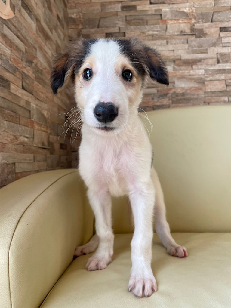 ボルゾイ子犬、ブラック＆クリーム＆ホワイトの男の子、2024年04月24日生まれ、No.20240424002、立ち姿