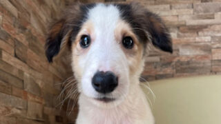 【子犬販売】ボルゾイ（男の子）No.20240424002