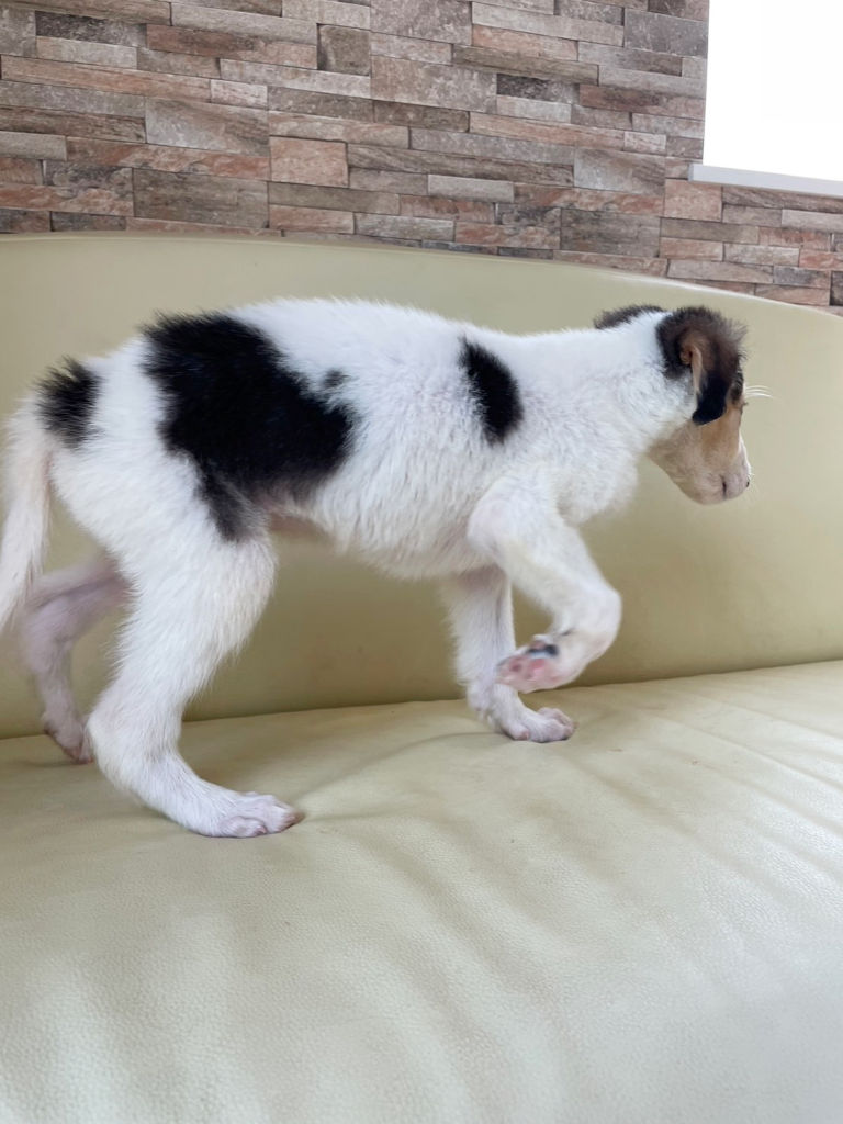 ボルゾイ子犬、ブラック＆クリーム＆ホワイトの男の子、2024年04月24日生まれ、No.20240424002、右側面2