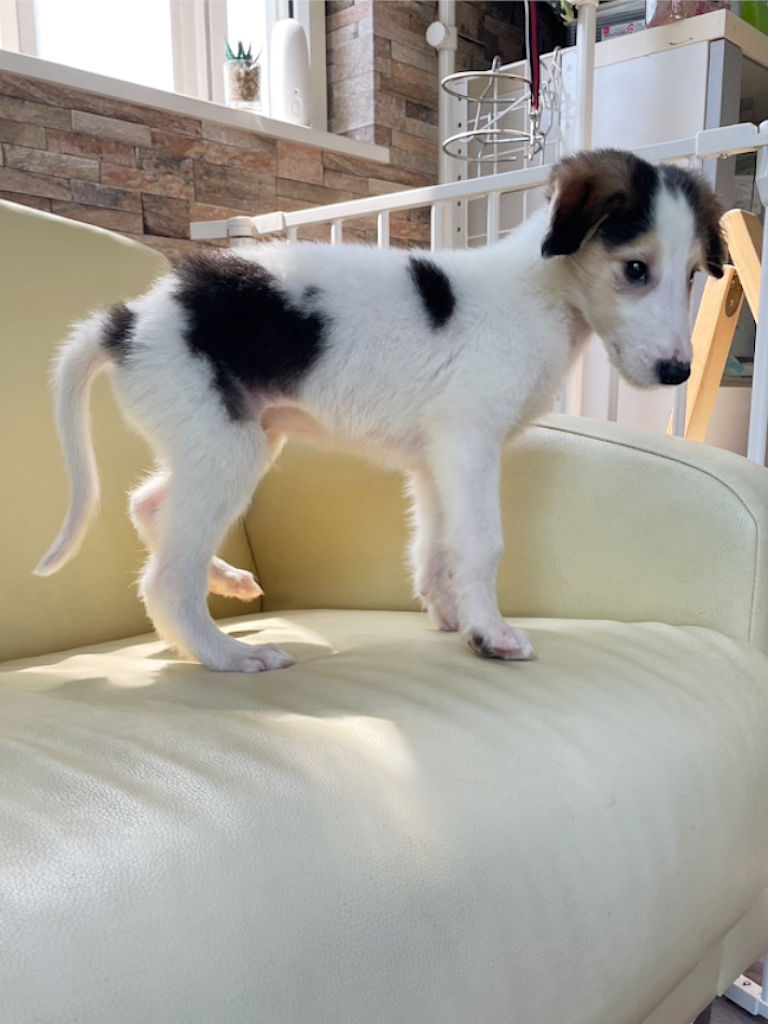 ボルゾイ子犬、ブラック＆クリーム＆ホワイトの男の子、2024年04月24日生まれ、No.20240424002、右側面