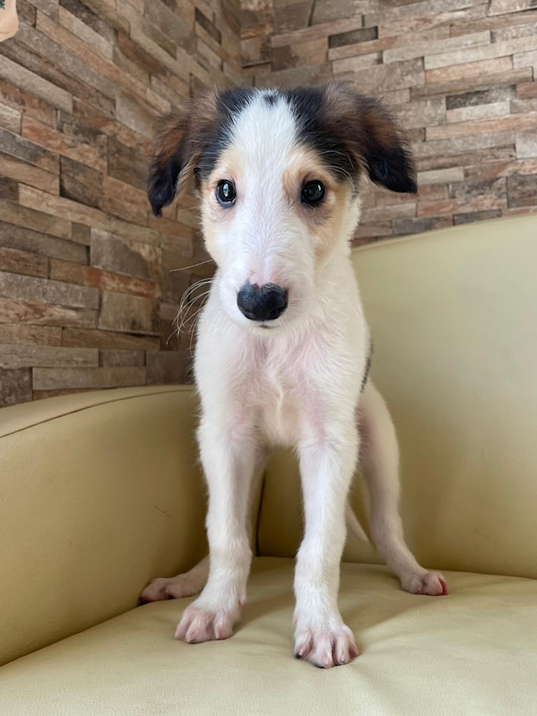 ボルゾイ子犬、ブラック＆クリーム＆ホワイトの男の子、2024年04月24日生まれ、No.20240424002、立ち姿2