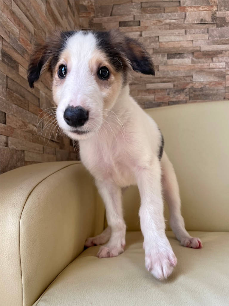 ボルゾイ子犬、ブラック＆クリーム＆ホワイトの男の子、2024年04月24日生まれ、No.20240424003、立ち姿