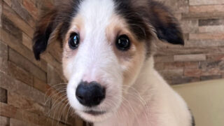 【子犬販売】ボルゾイ（男の子）No.20240424003