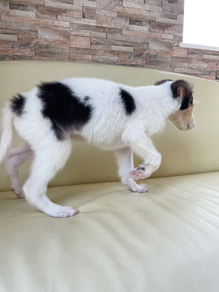 ボルゾイ子犬、ブラック＆クリーム＆ホワイトの男の子、2024年04月24日生まれ、No.20240424003、右側面