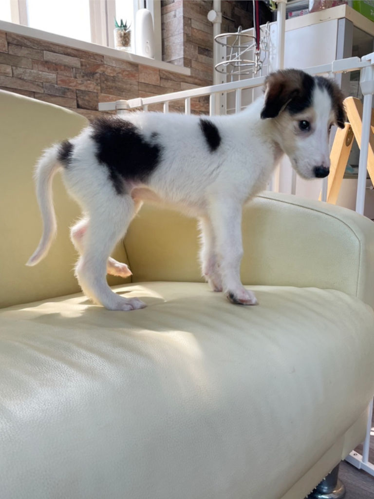 ボルゾイ子犬、ブラック＆クリーム＆ホワイトの男の子、2024年04月24日生まれ、No.20240424003、右側面