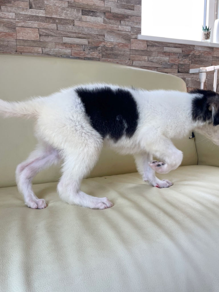 ボルゾイ子犬、ブラック＆クリーム＆ホワイトの男の子、2024年04月24日生まれ、No.20240424004、右側面