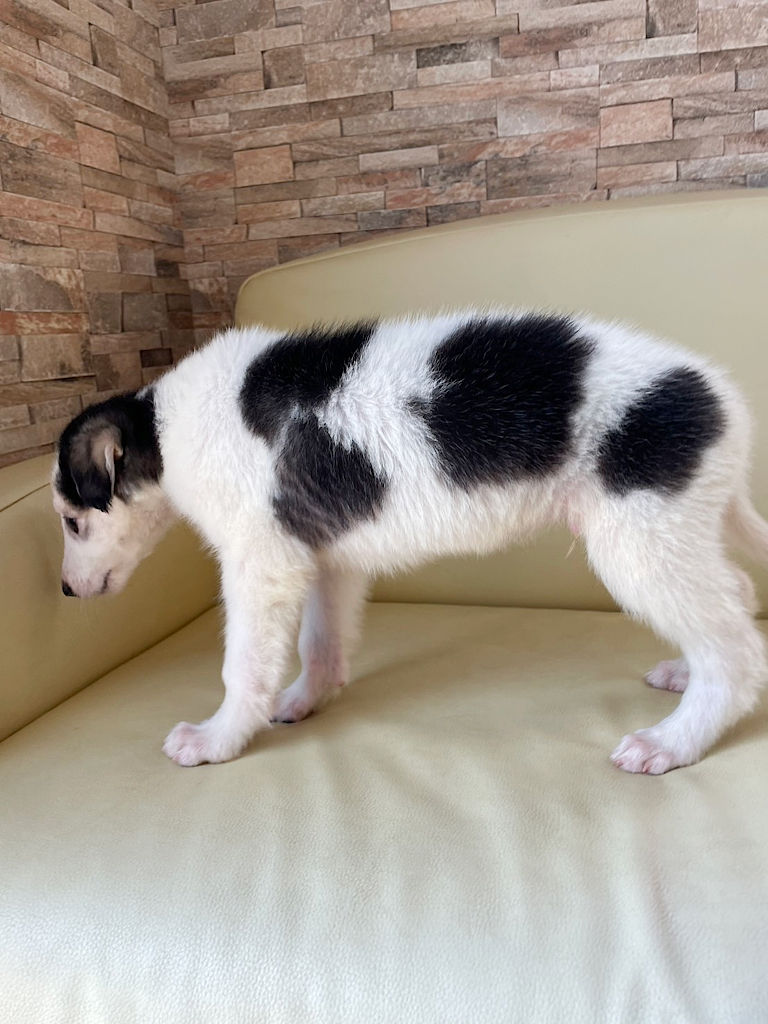 ボルゾイ子犬、ブラック＆クリーム＆ホワイトの男の子、2024年04月24日生まれ、No.20240424004、左側面